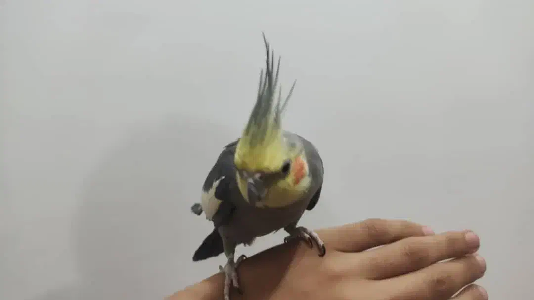 فروش عروس هلندی جفت ، دستیه دستی|پرنده|لامرد, |دیوار