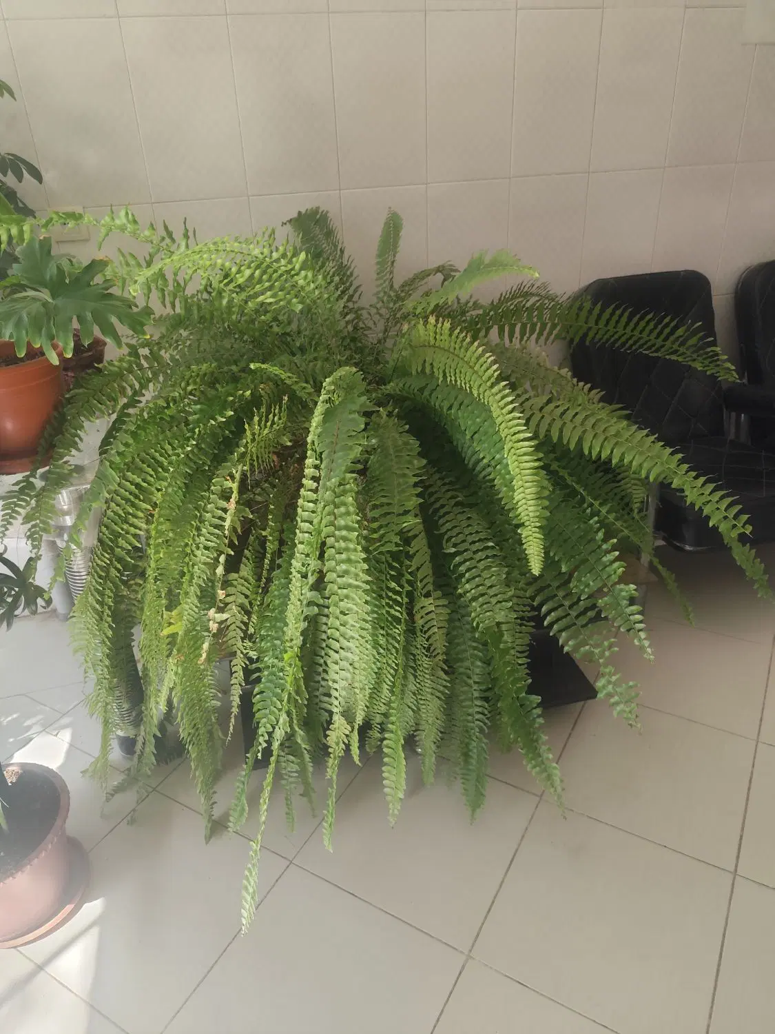گل سرخس|گل و گیاه طبیعی|شاهین‌شهر, گرگاب|دیوار