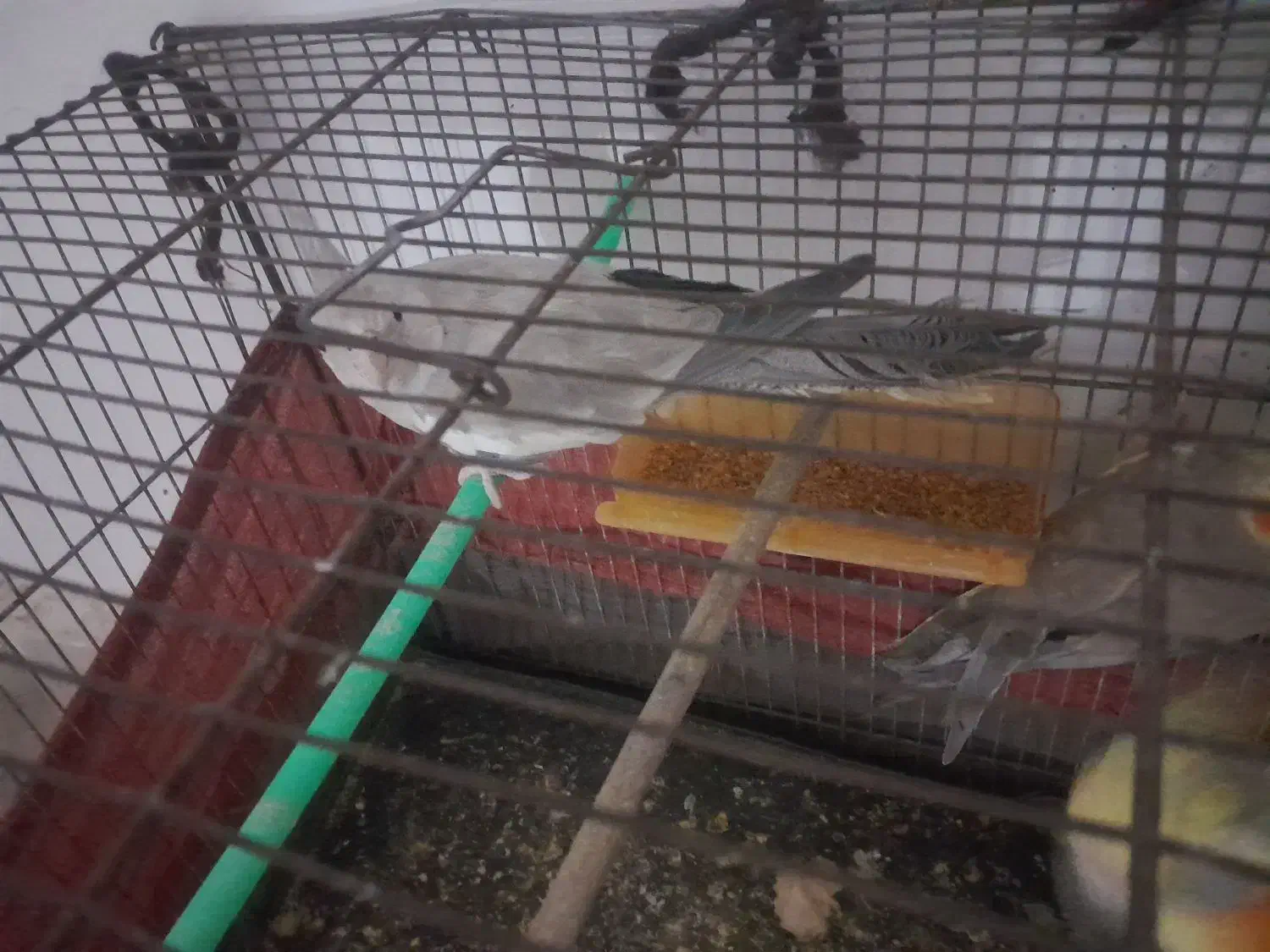 تعداد ۳ عدد عروس هلندی|پرنده|باخزر, |دیوار