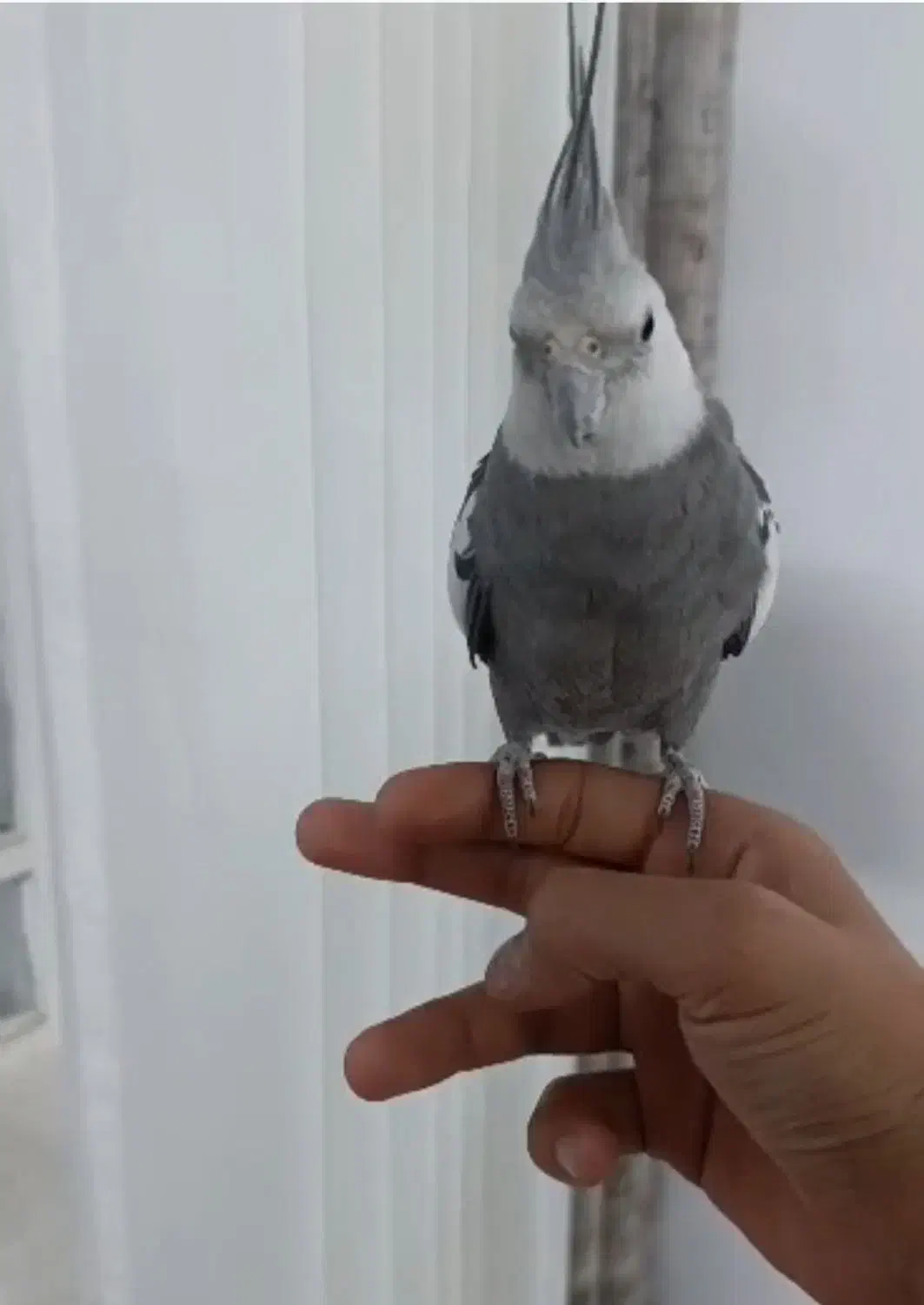 عروس هلندی با قفس|پرنده|یزد, |دیوار