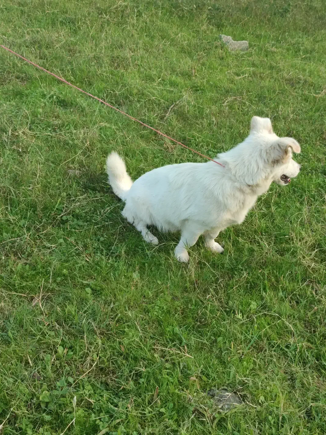 سگ پاکوتاه خوشگل اص معاوضه هم دارم|سگ|چابکسر, |دیوار