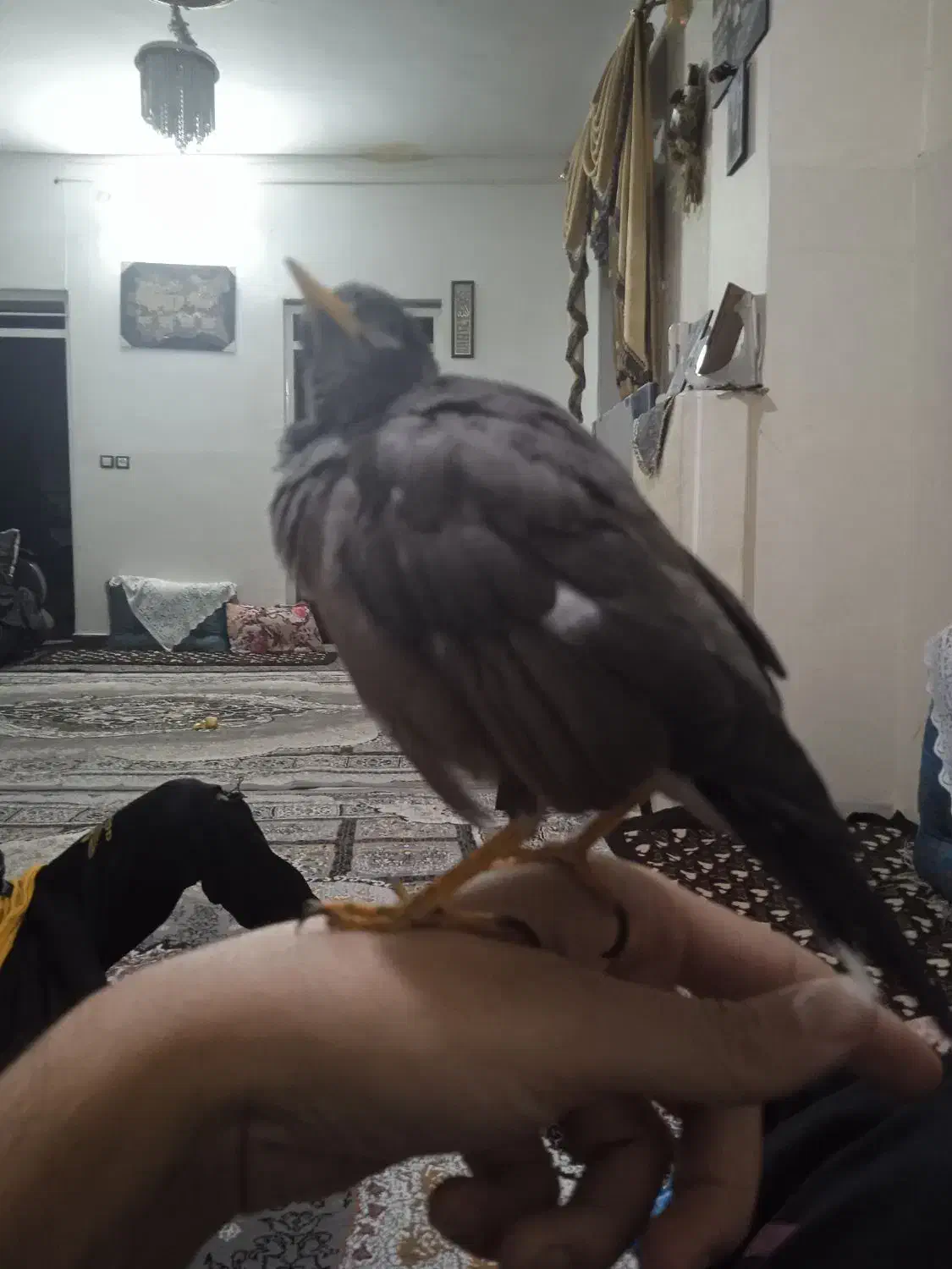 مینا جوان ۴ماهه با قفس چوبی|پرنده|کرمان, |دیوار