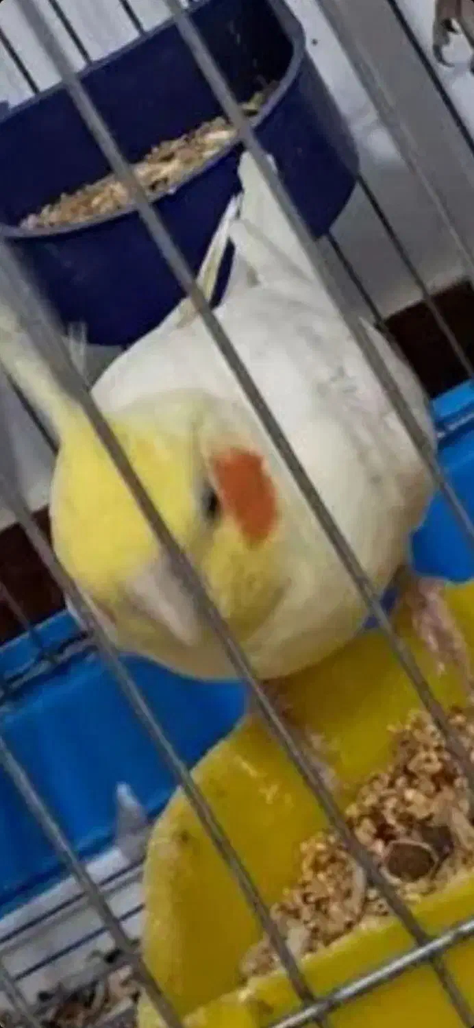 طوطی برزیلی عروس هلندی جوجه و مولد تک و جفت موجوده|پرنده|علیآباد کتول, |دیوار