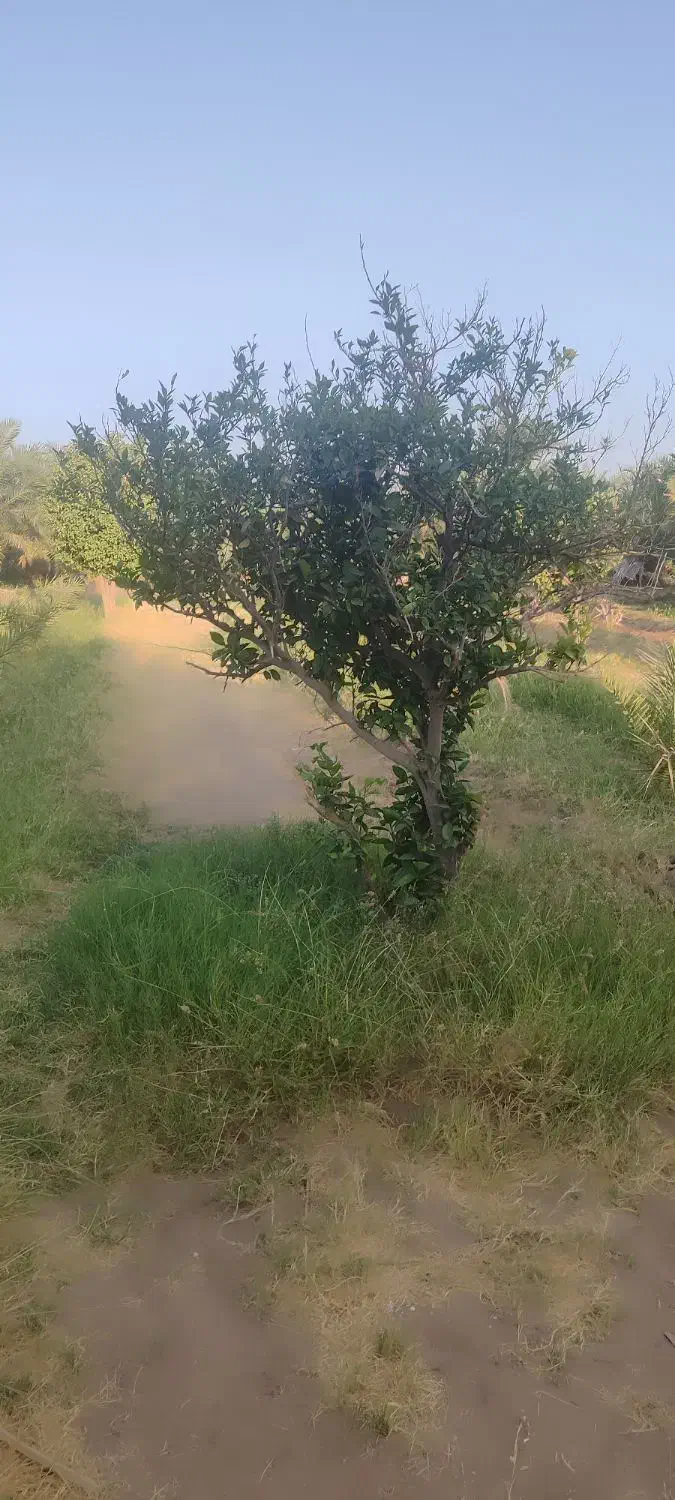 100 تا درخت دوساله خرما و 10تا درخت پرتقال نارنج|فروش زمین و ملک کلنگی|ریگان, |دیوار