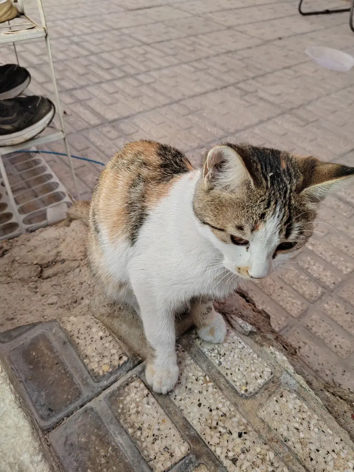 واگذاری گربه|گربه|شیراز, فاضل|دیوار