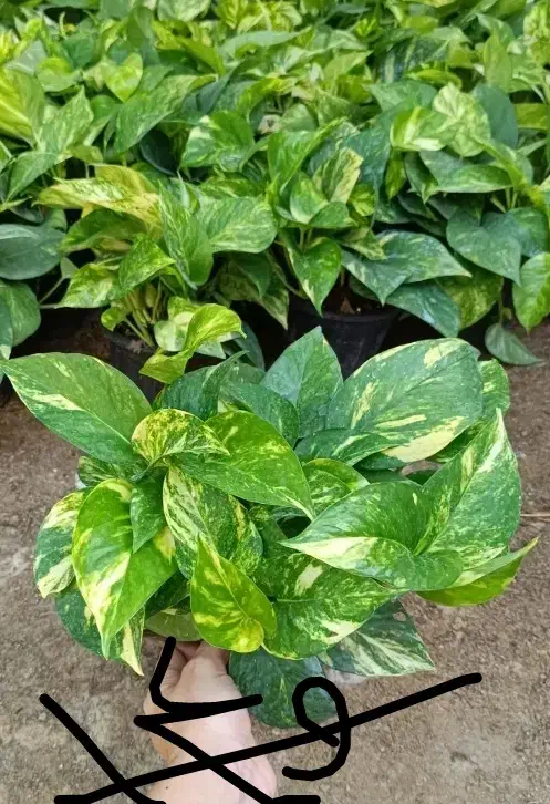 همایش ویژه گل و گیاه|گردهمایی و همایش|مشهد, حیدرآباد|دیوار