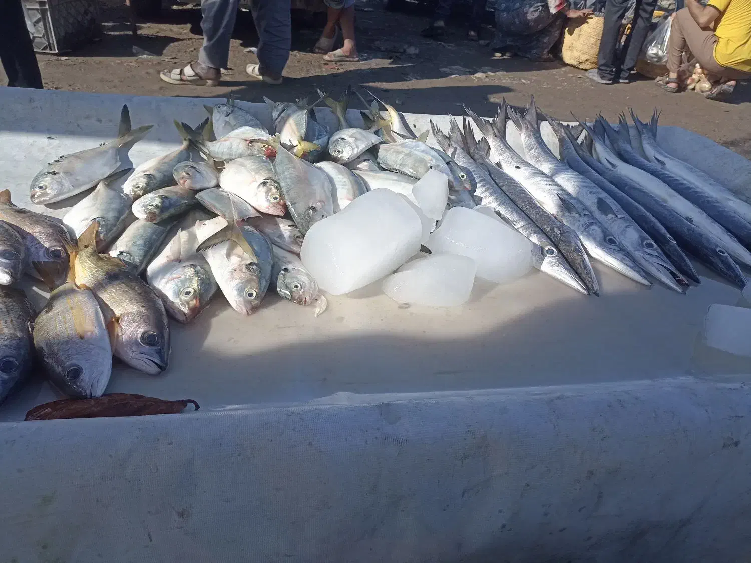 ماهی تازه|ماهی|میناب, |دیوار