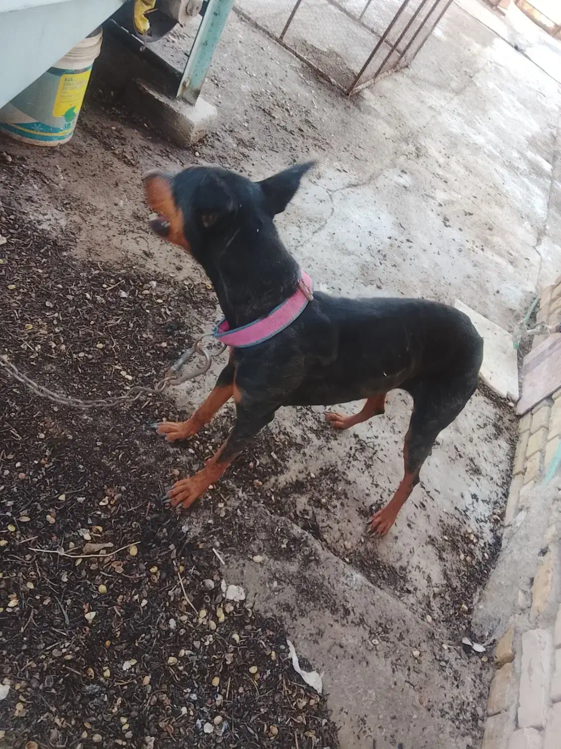 سگ دوبرمن|سگ|کشکوئیه, |دیوار