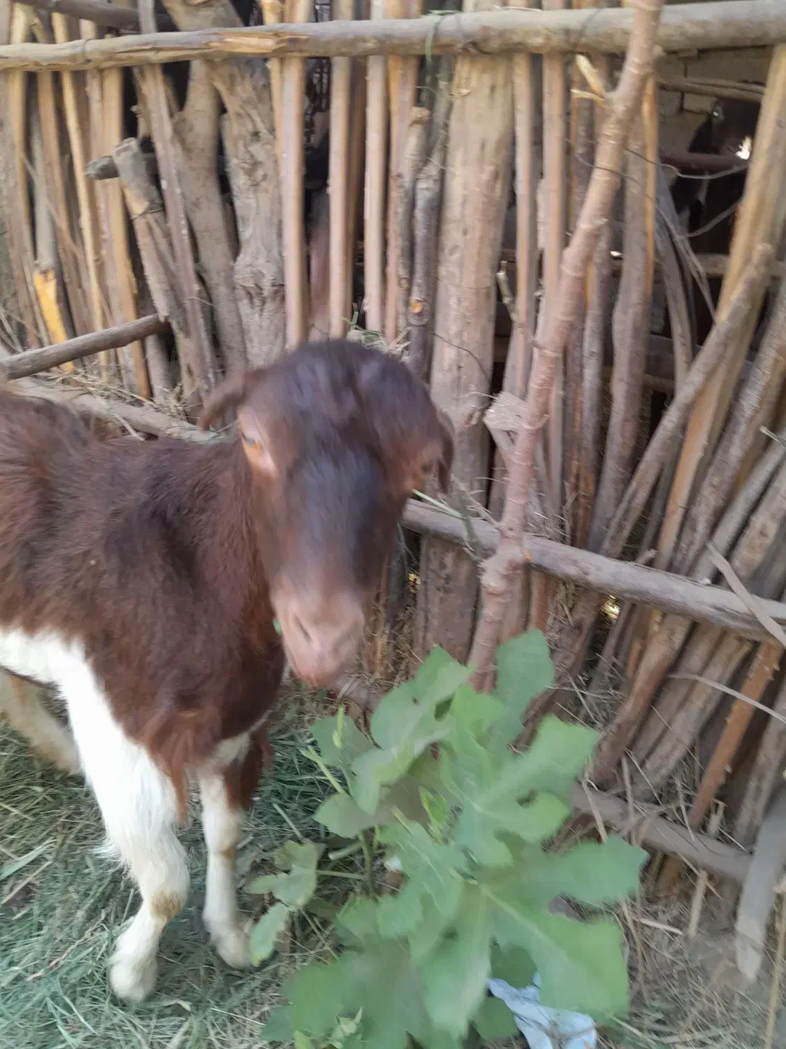 کیسه آبستن ۹۰۰۰۰۰۰|حیوانات مزرعه|جیرفت, |دیوار