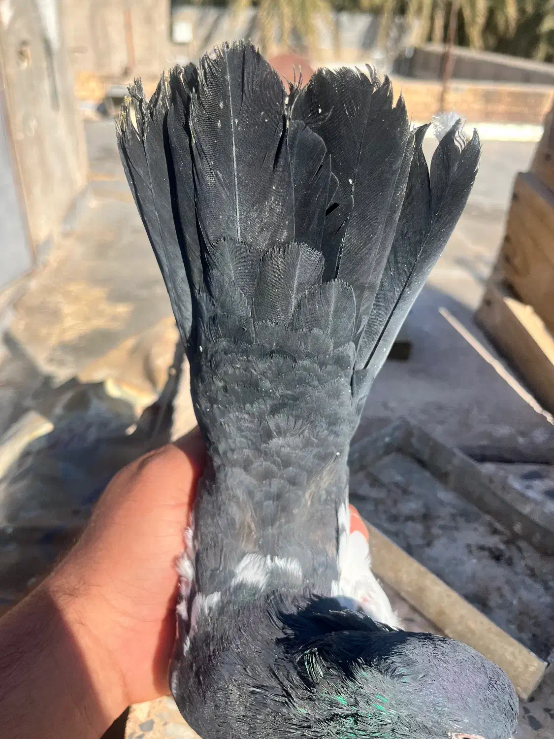 سینه|پرنده|بم, |دیوار