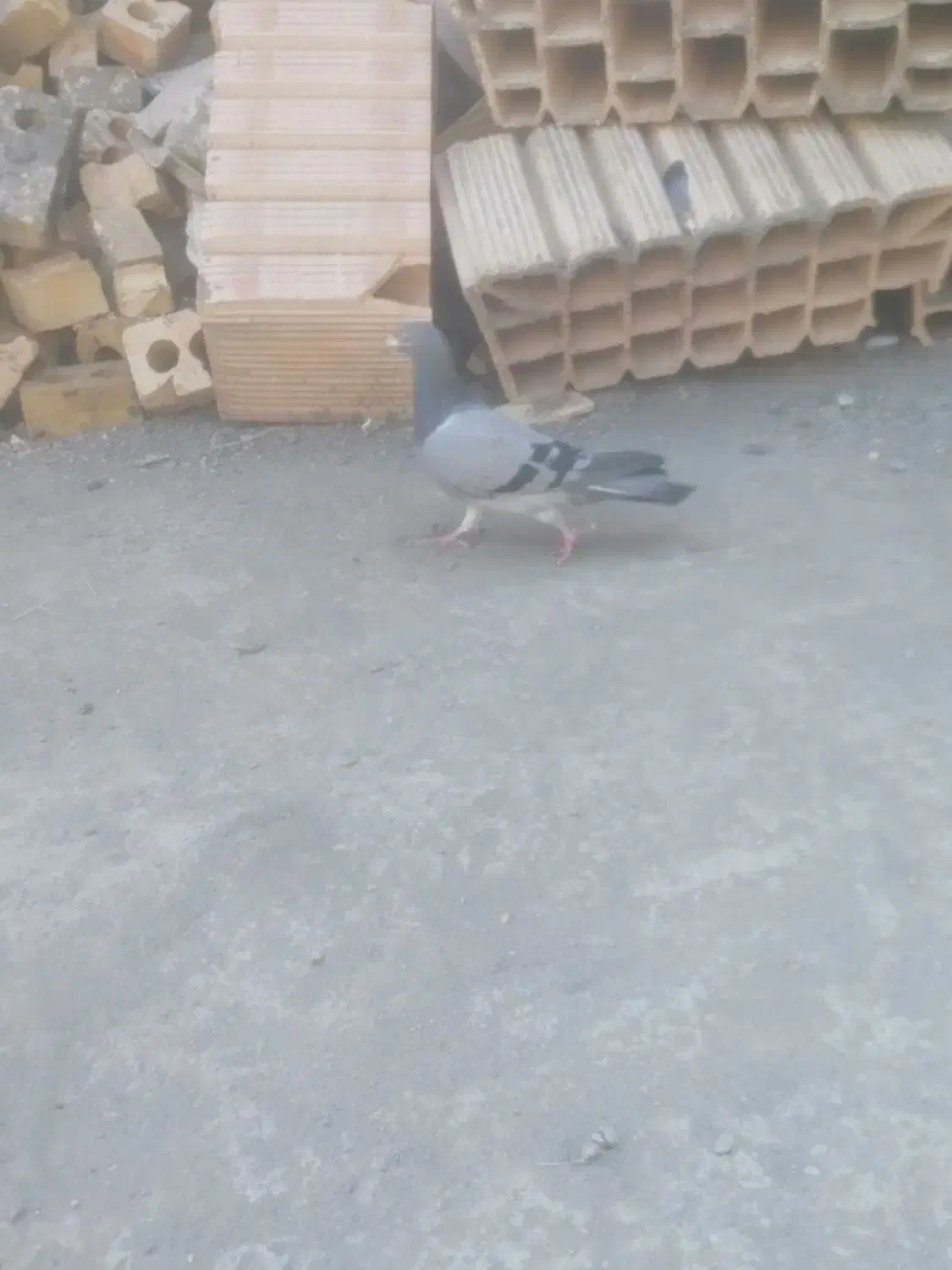 کفتر|حیوانات|چناران, |دیوار