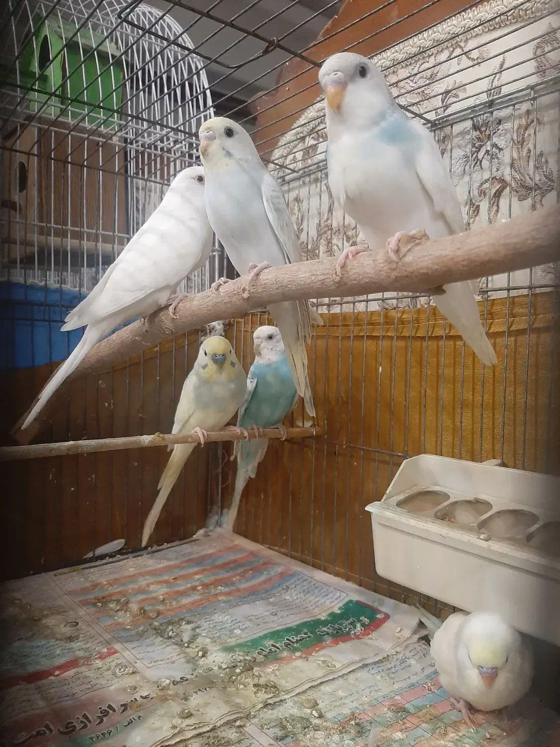 یه جفت مرغ عشق مولد با ۴ تا جوجه|پرنده|خرمآباد (تنکابن), |دیوار