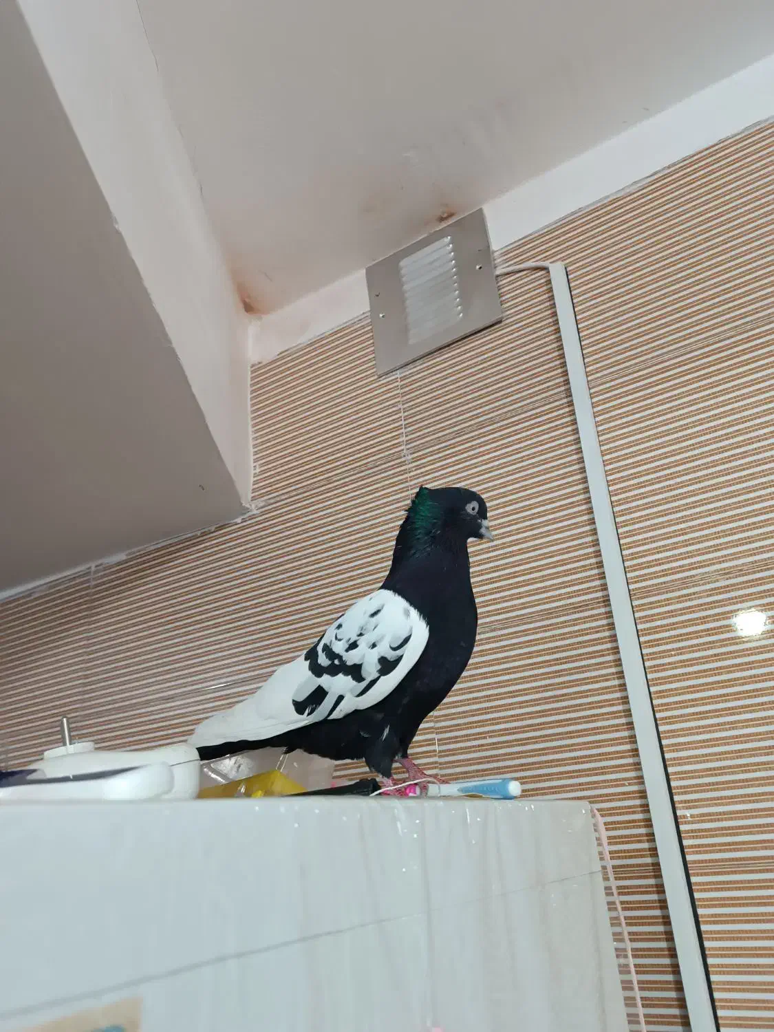 کبوتر|پرنده|صفادشت, |دیوار