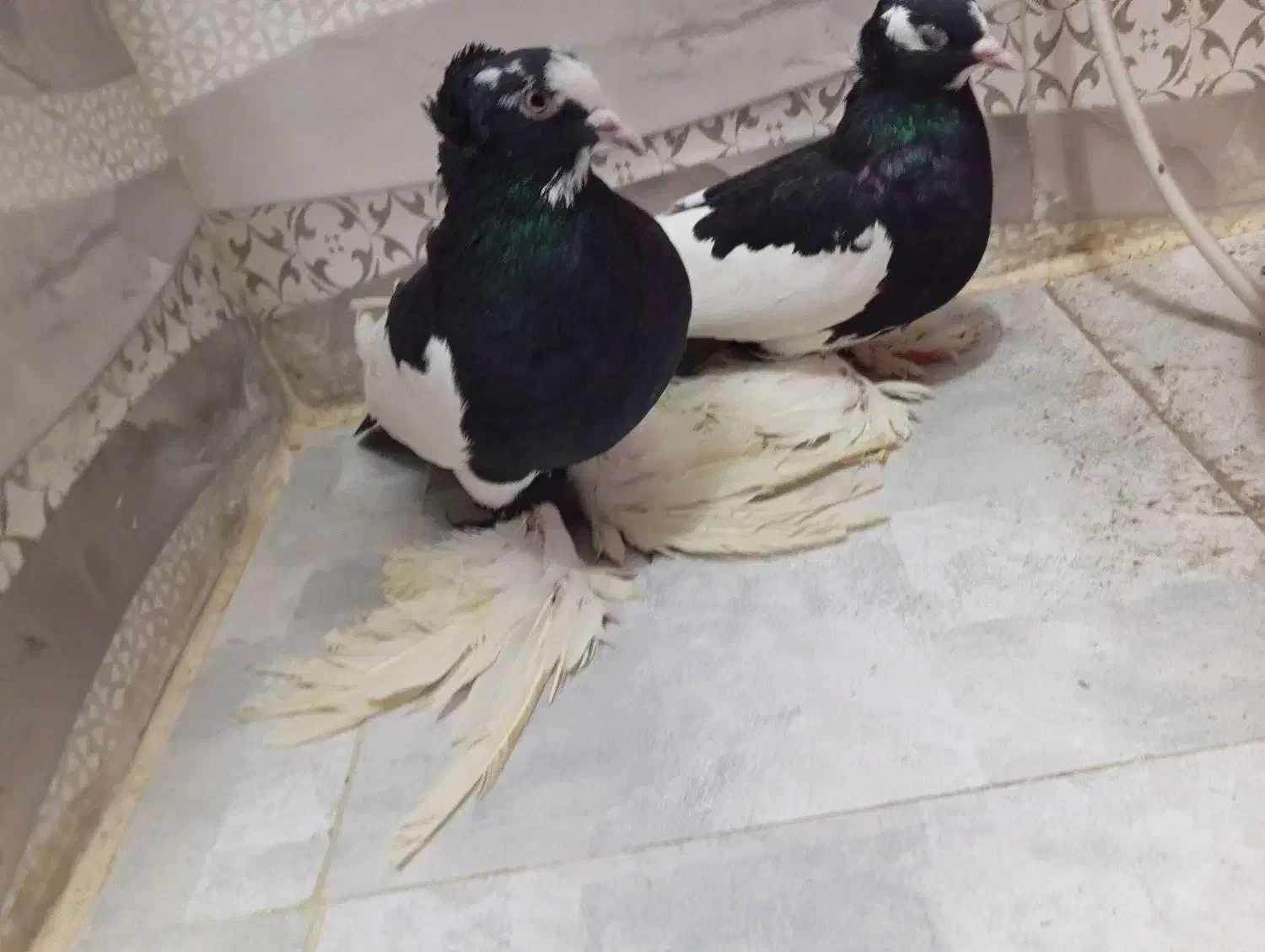 کبوتر گویچه|پرنده|تبریز, |دیوار