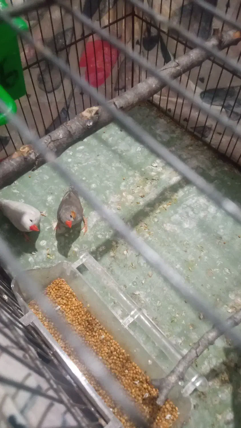 فنچ|پرنده|گرگان, |دیوار