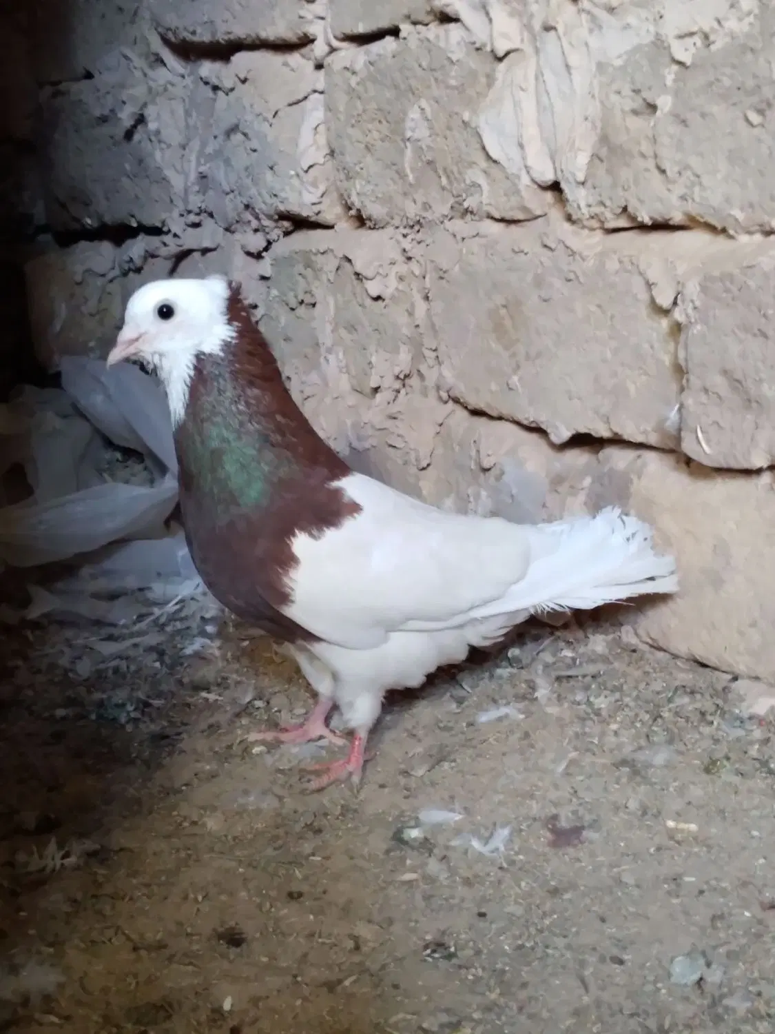 پرنده|پرنده|ملک‌آباد, |دیوار