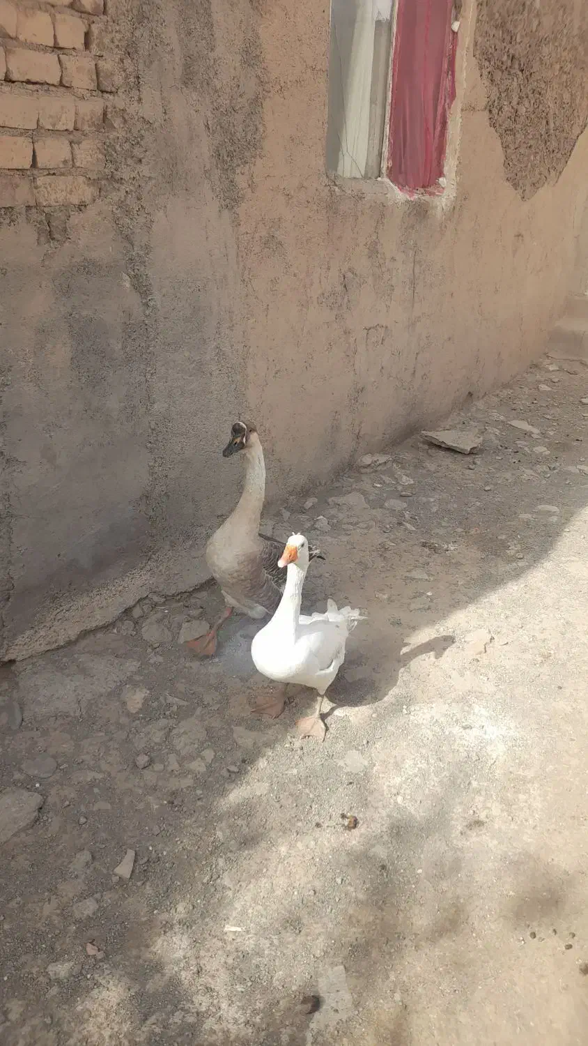 غاز|حیوانات مزرعه|نیشابور, رحیم آباد|دیوار