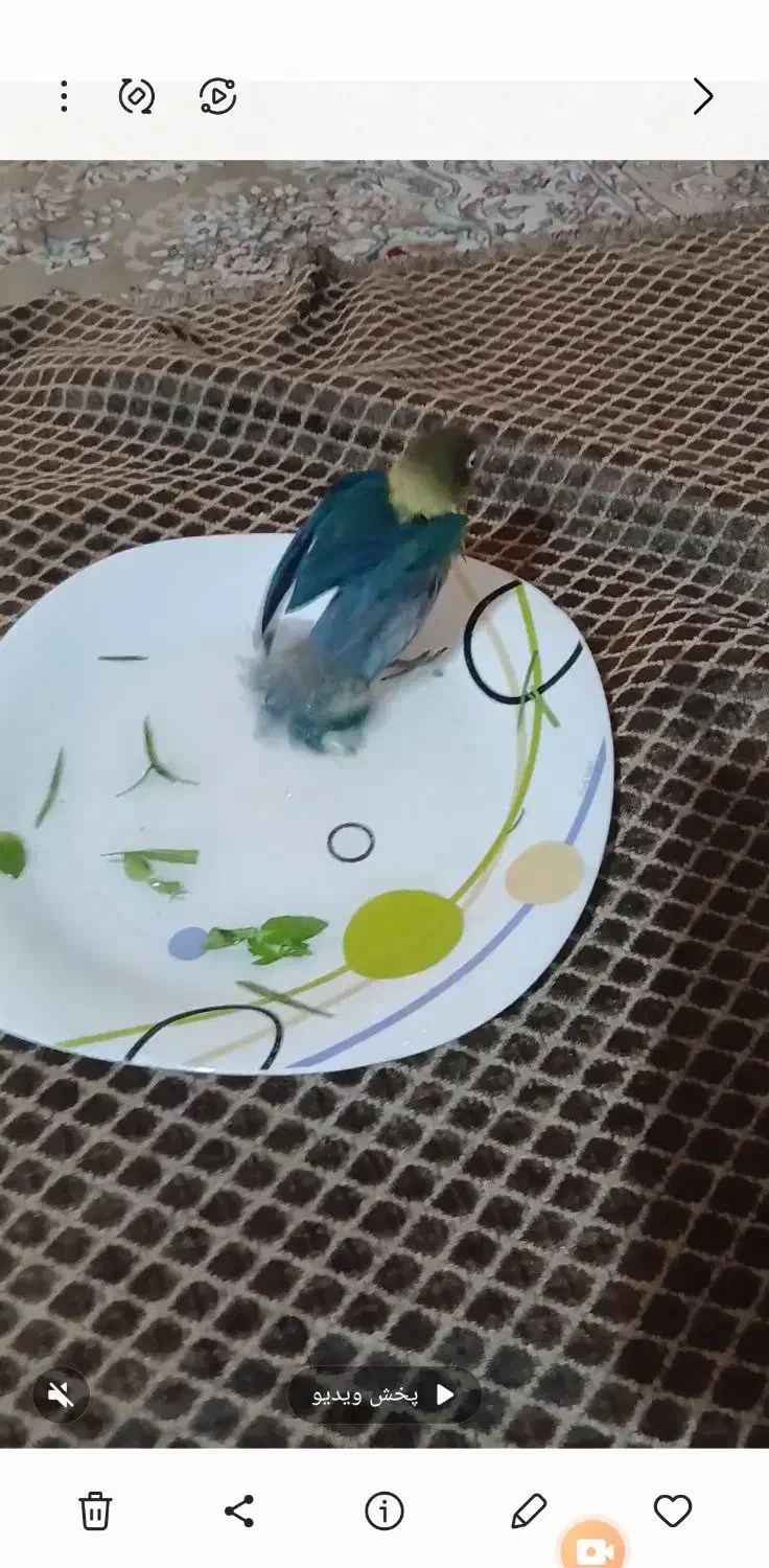 گمشده در محدوده  بلوار فضل|پرنده|نیشابور, شهرک ولیعصر|دیوار