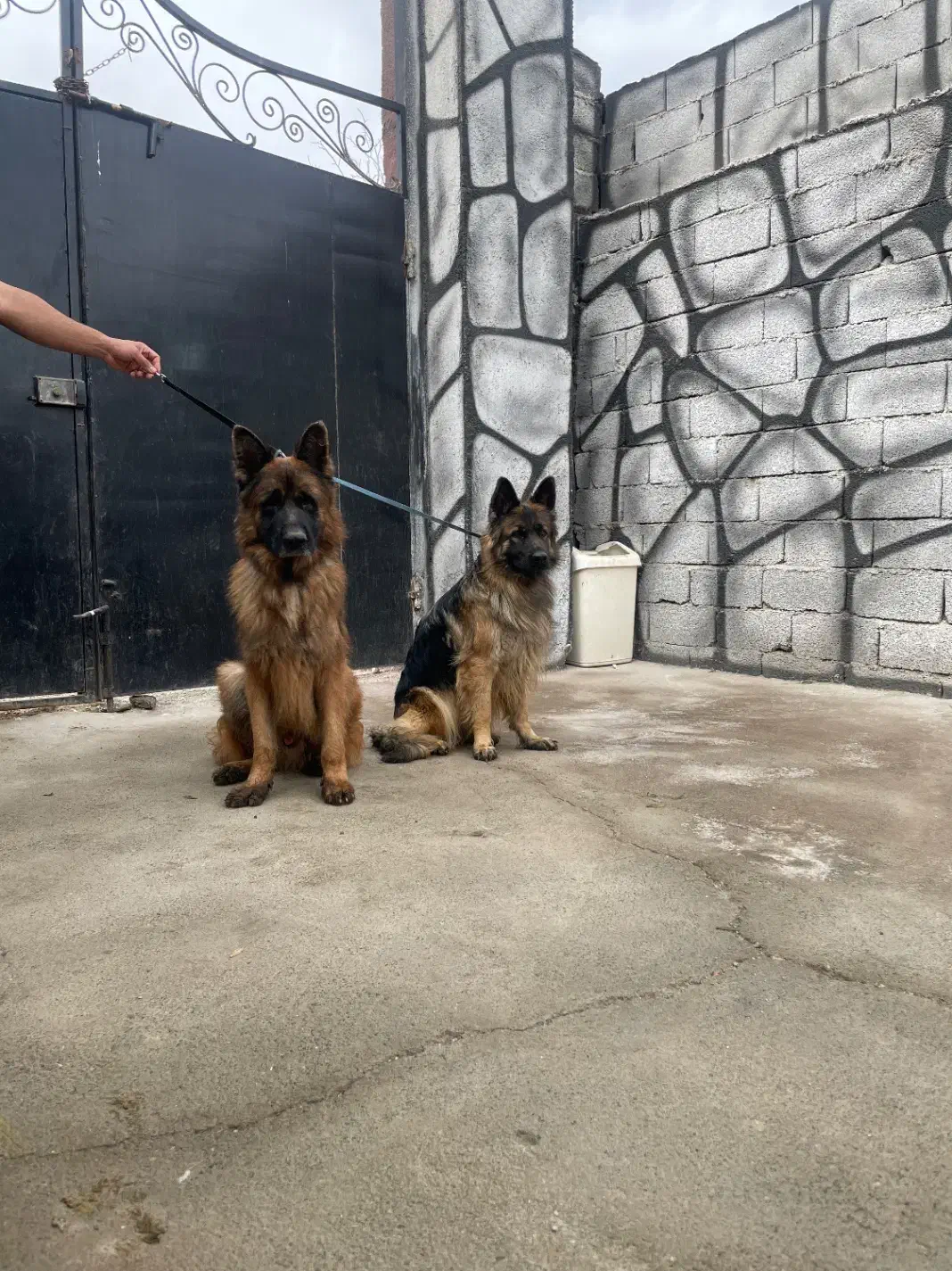 فروش یک جفت ژرمن شولاین|سگ|محمدشهر, محمدشهر|دیوار