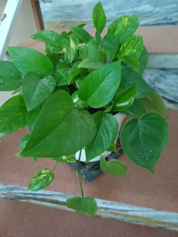 گل طبیعی|گل و گیاه طبیعی|کرمانشاه, |دیوار