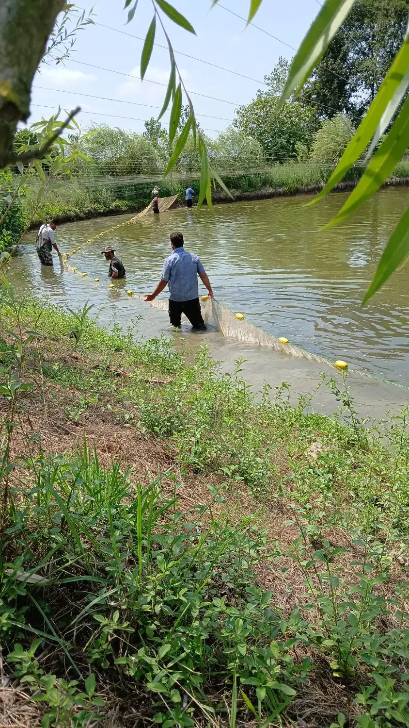 خرید و فروش ماهی کپور امور فیتوفاک و بیگهد|ماهی|رشت, بازار|دیوار
