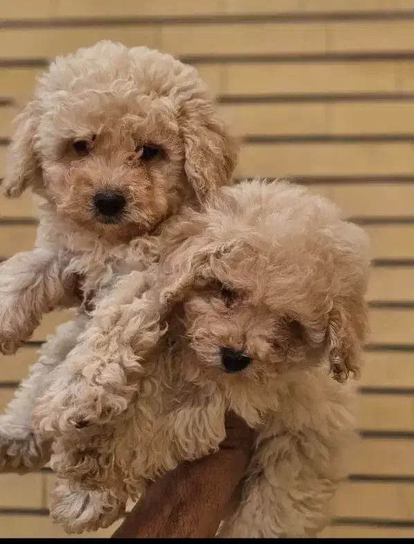 واگذاری سگ قبول میکنم|سگ|شهرضا, |دیوار