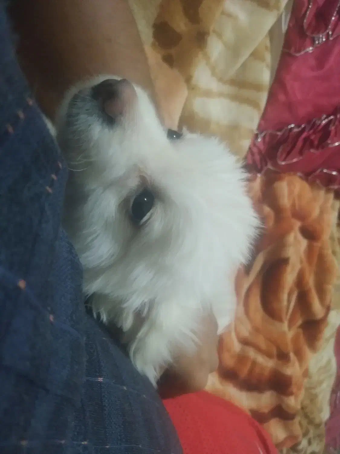 سگ پامرانین روباهی خرسی گمشده|سگ|اصفهان, بهاران|دیوار