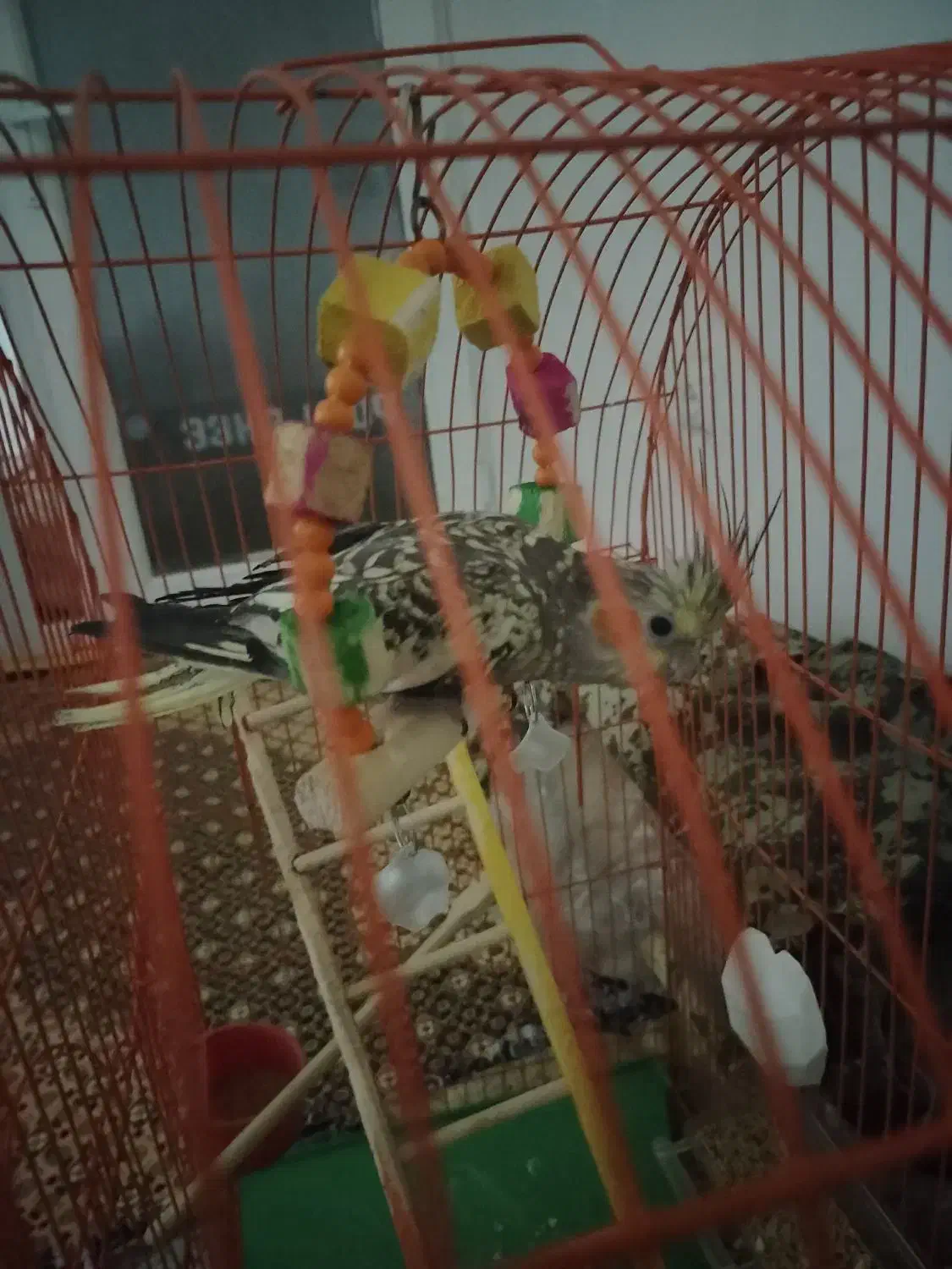 عروس هلندی|پرنده|پیرانشهر, |دیوار