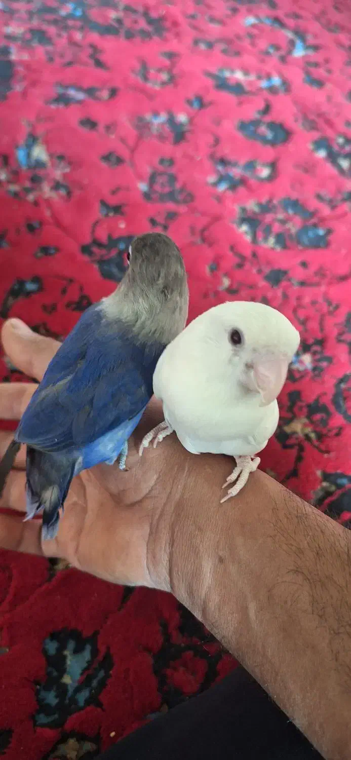 طوطی البینو چشم قرمز  دستی|پرنده|جنت, |دیوار