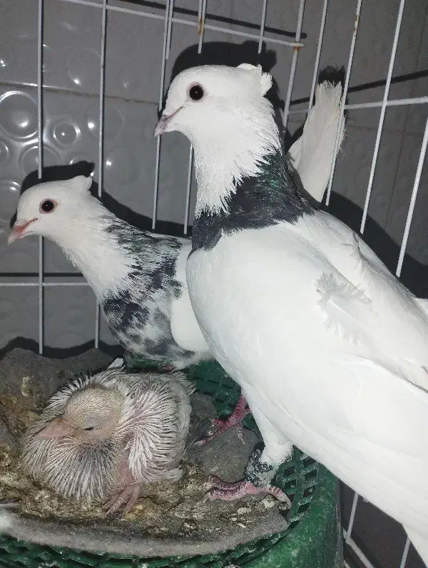 طوقی|پرنده|ایذه, |دیوار