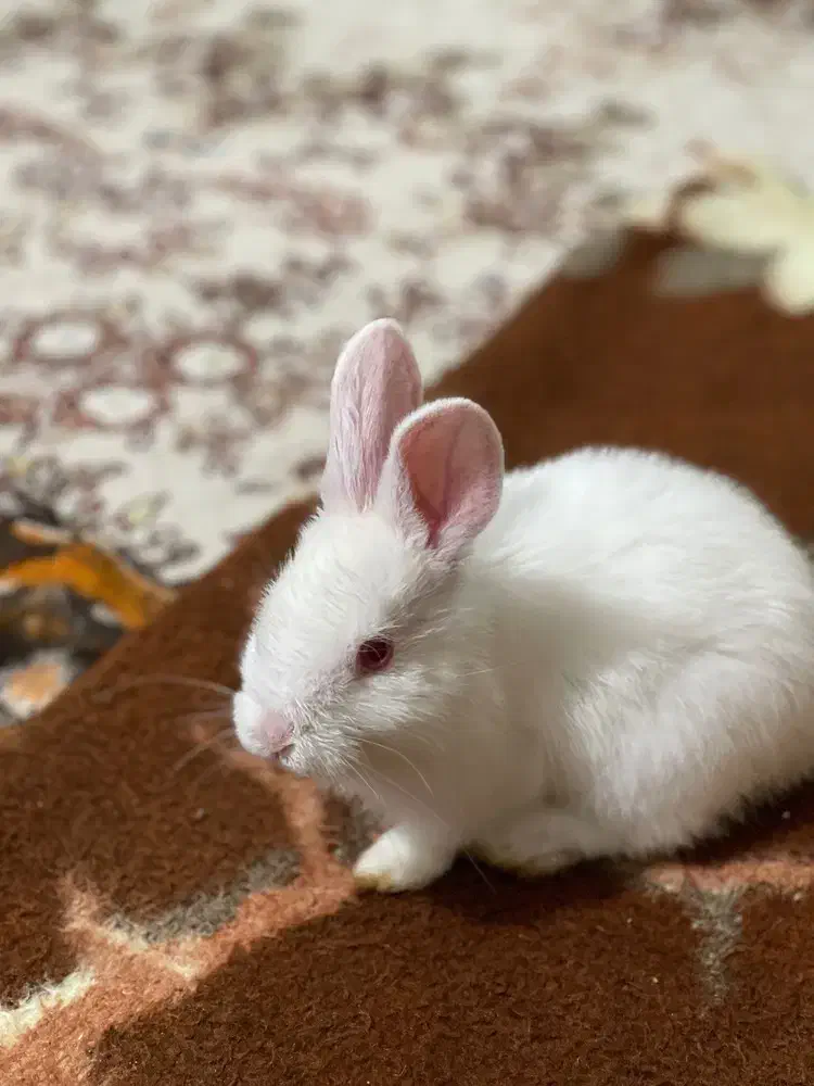 خرگوش لپی|موش و خرگوش|ارومیه, |دیوار