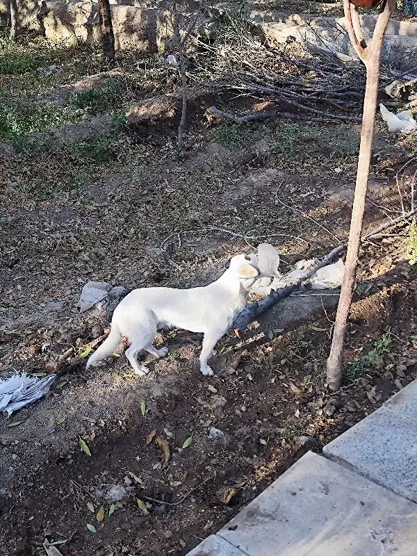 پاکوتاه|سگ|بناب, |دیوار