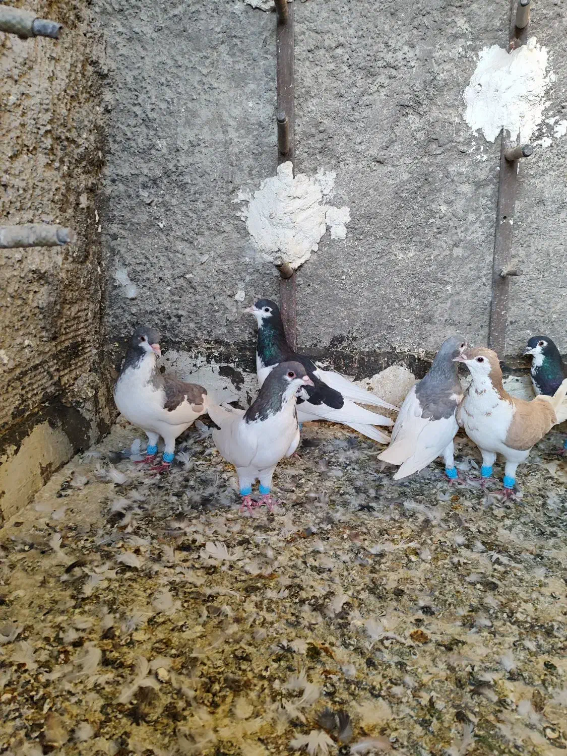 کبوتر شهری جوان پرشی|پرنده|شیراز, شیخ علی چوپان|دیوار