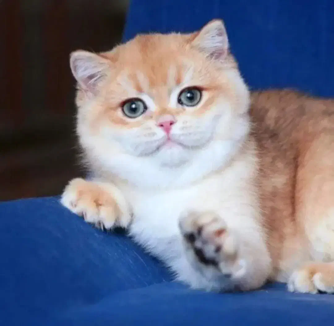 جفتیابی|گربه|تهران, باشگاه نفت|دیوار