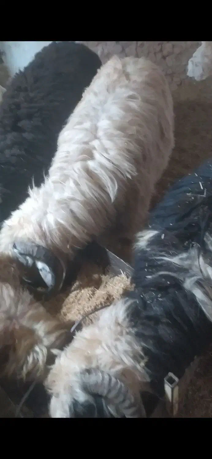 بره|حیوانات مزرعه|میبد, |دیوار