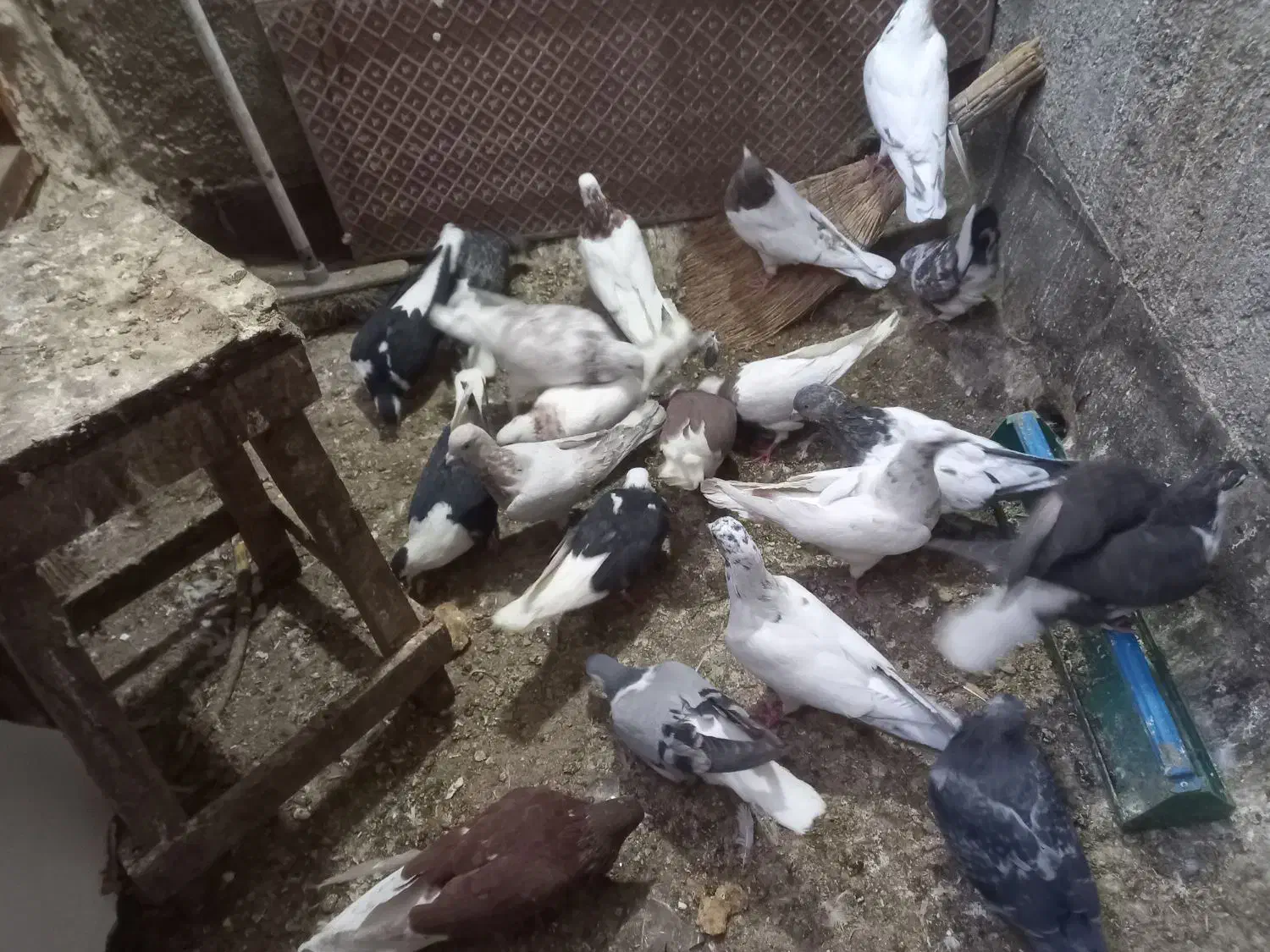 ۳۰تاکفتر یا کبوتر معاوضه با کله سینه|پرنده|چناران, |دیوار