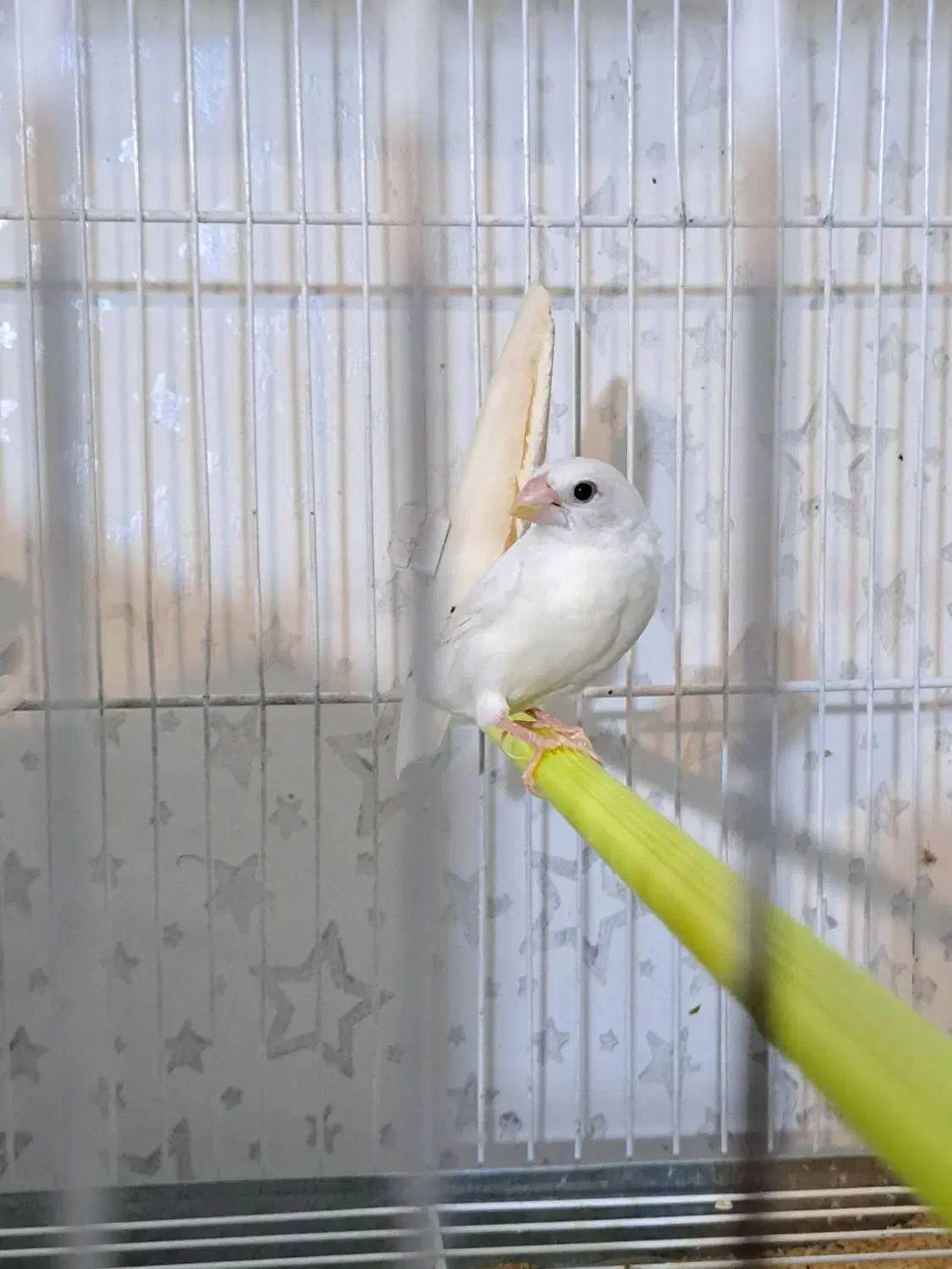 فنچ بنگالی|پرنده|شیراز, تندگویان|دیوار