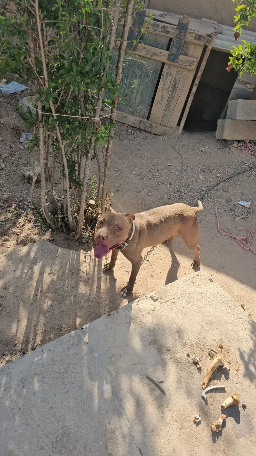 سگ پیت بول خط خونی|سگ|شهرضا, |دیوار