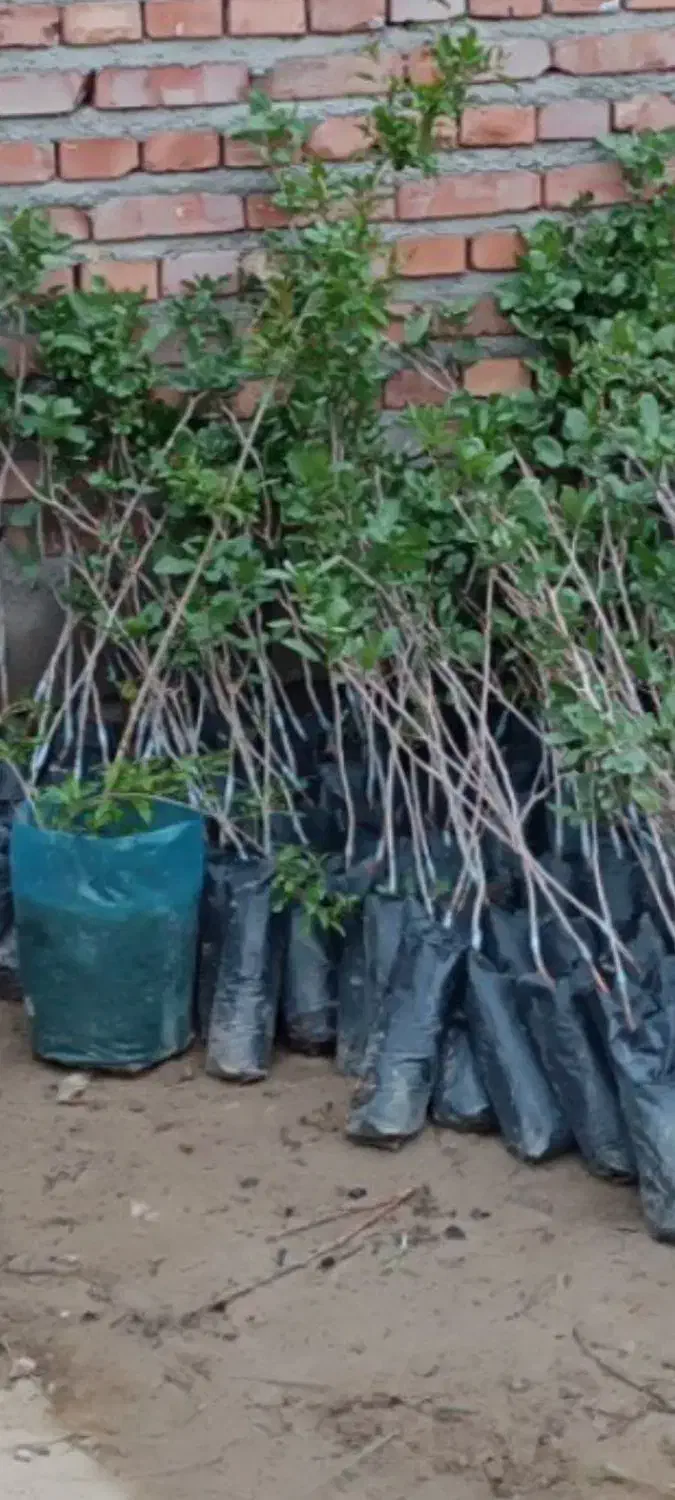 صنوبر ،کبوده|خدمات باغبانی و درختکاری|مرند, |دیوار