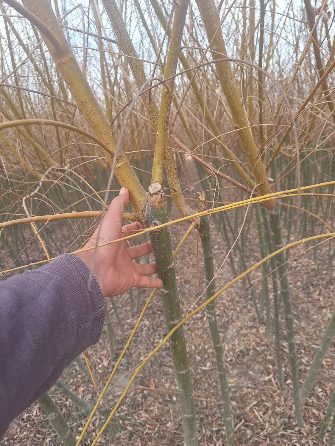 بید مجنون زرد فر سبز پیوندی|خدمات باغبانی و درختکاری|فلاورجان, |دیوار