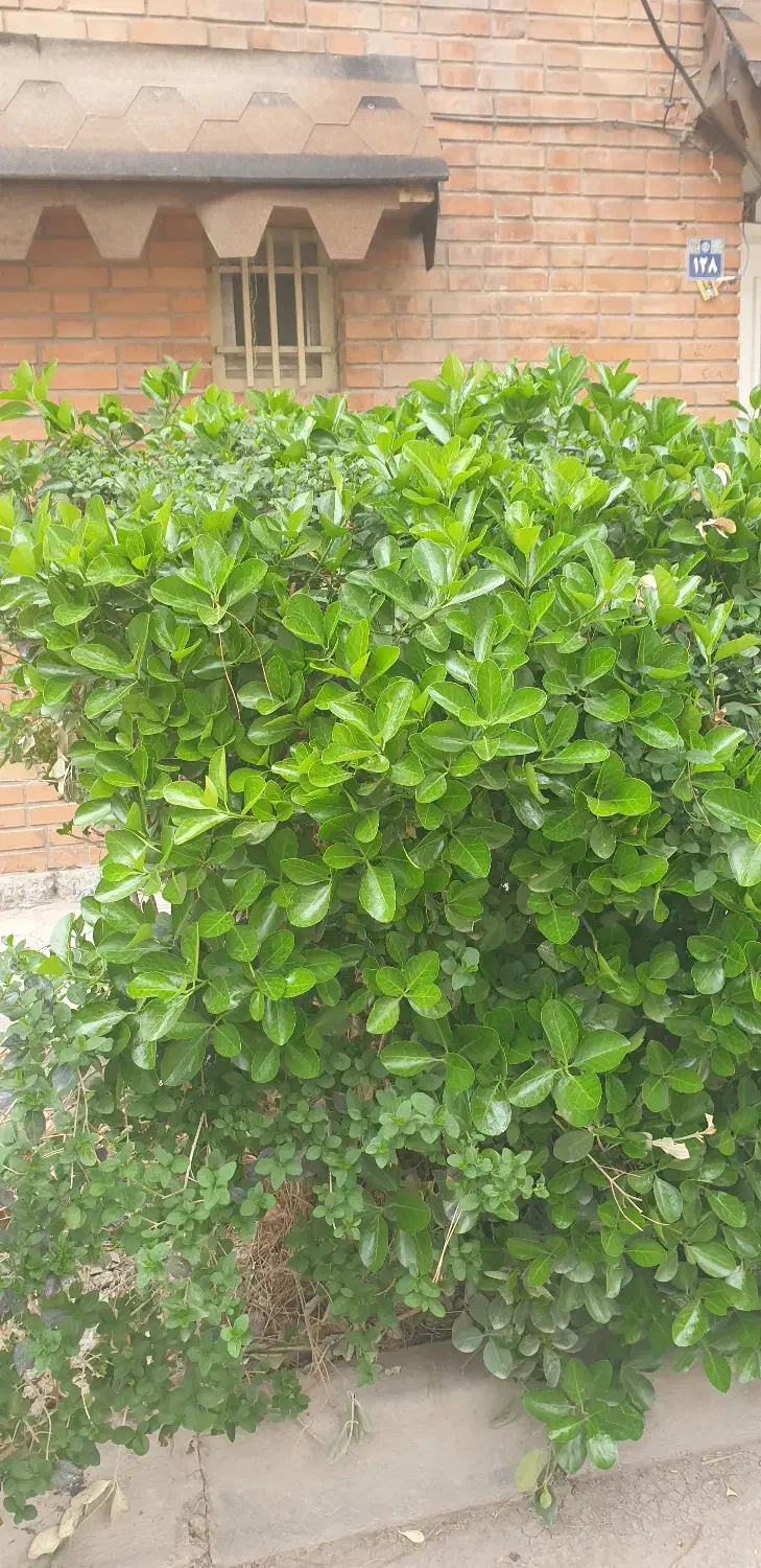 باجک یک منزل نزدیک خیابان با ۱۸متربر|فروش خانه و ویلا|قم, باجک یک|دیوار