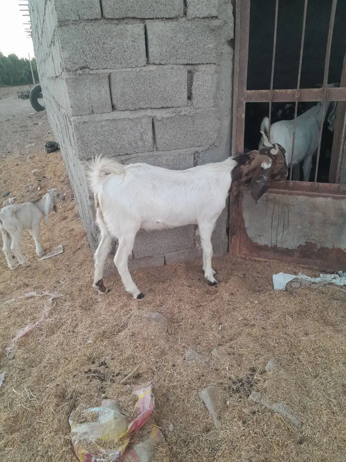 بز و گوسفند|حیوانات مزرعه|ایرانشهر, |دیوار