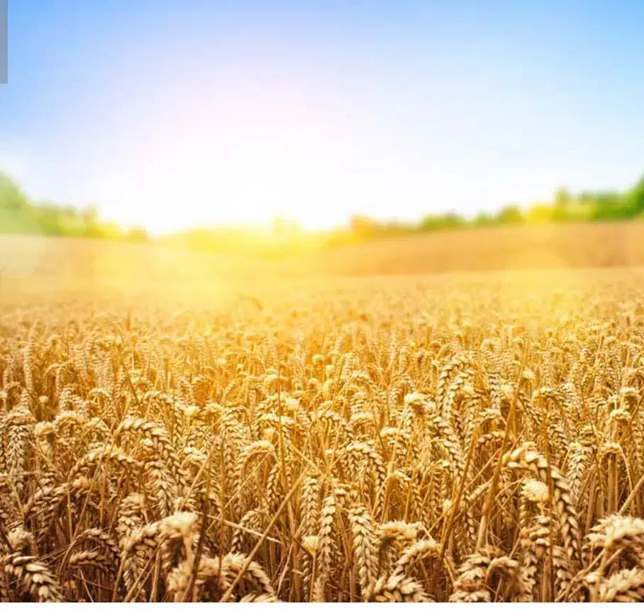 گندم درجه یک بذری|عمده‌فروشی|الشتر, |دیوار