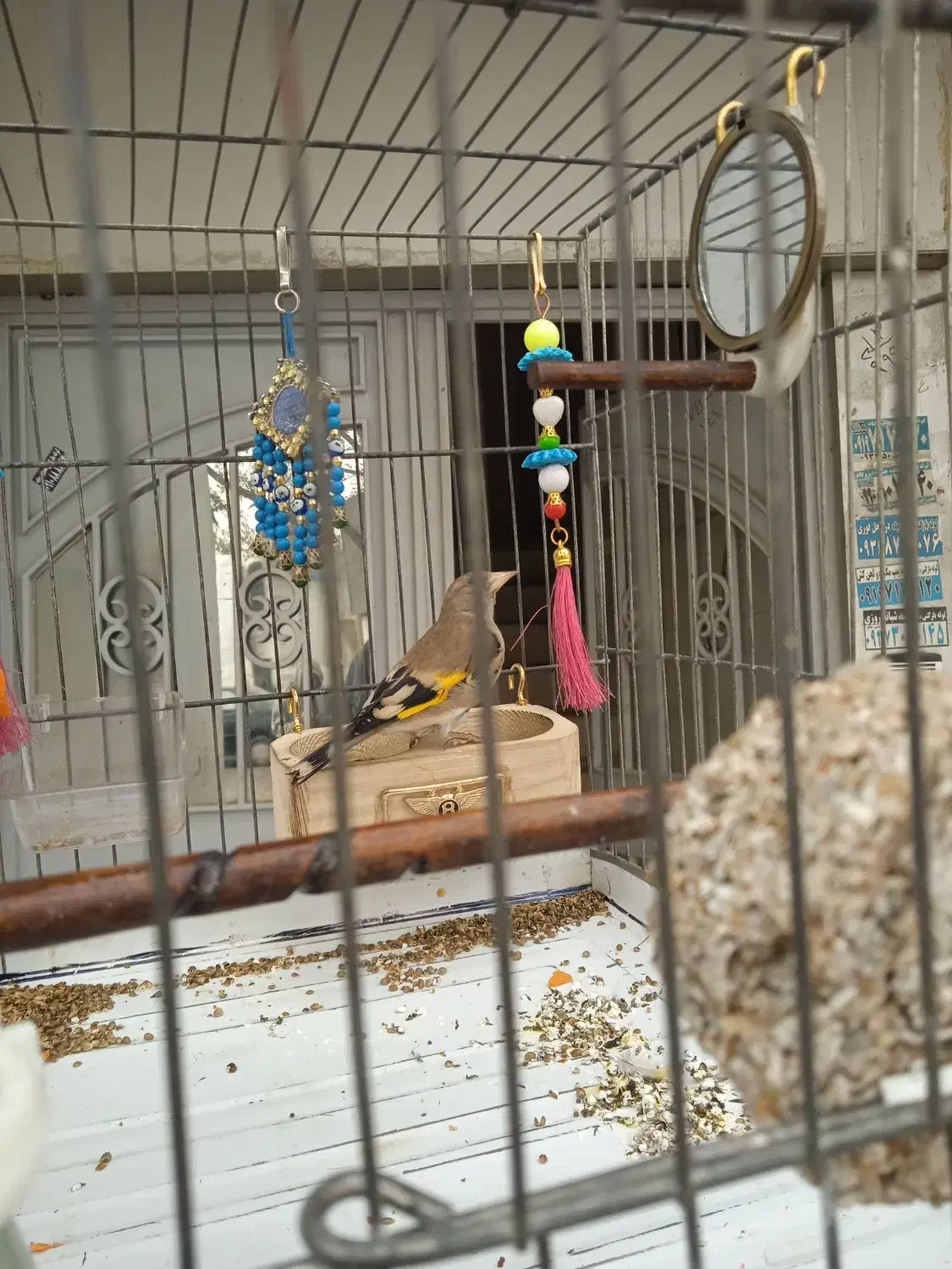 جوجه سهره نر بهاره|پرنده|رباطکریم, الارد|دیوار