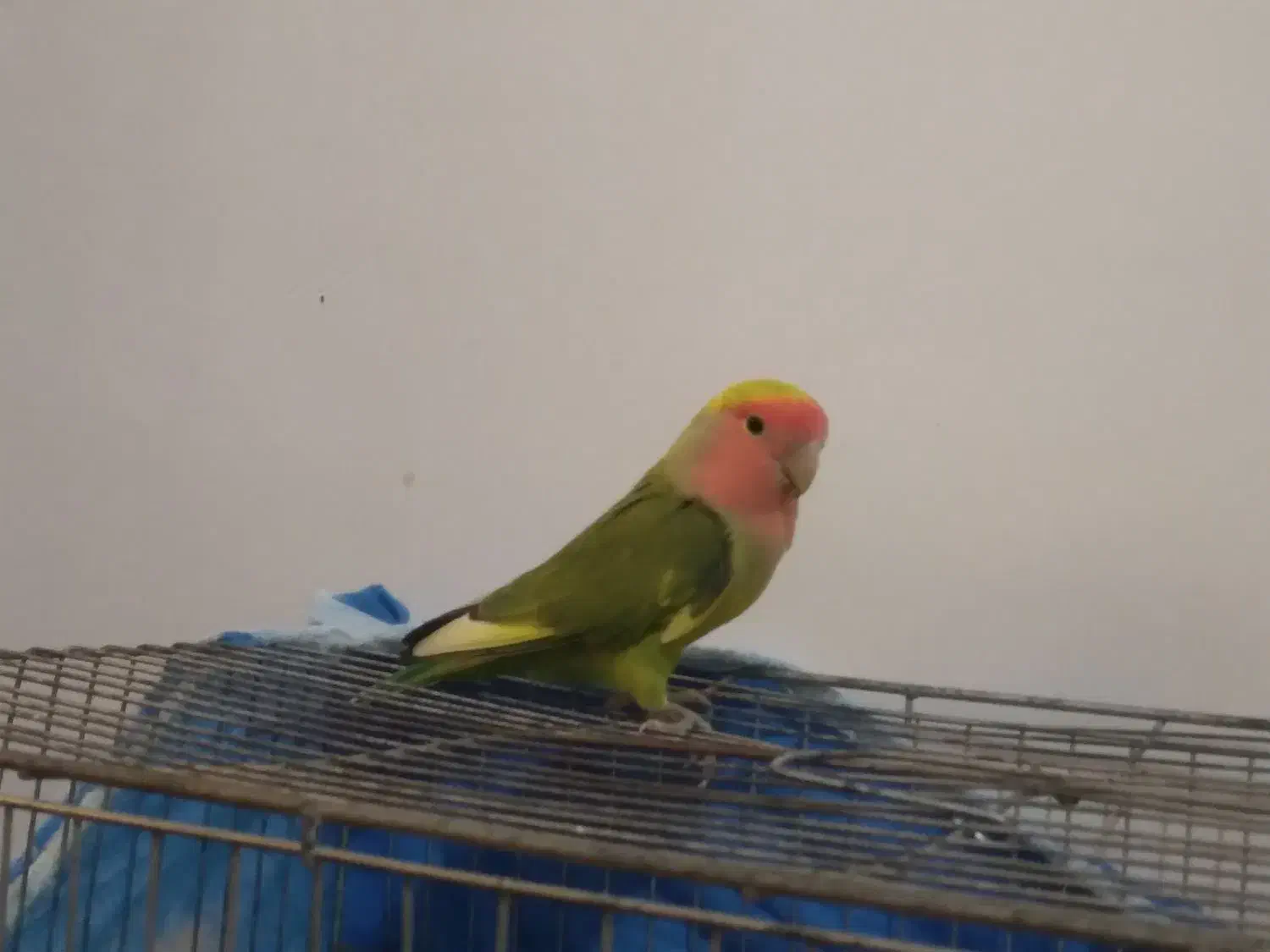 طوطی،برزیلی،نر جوان|پرنده|لاهیجان, بوجایه|دیوار