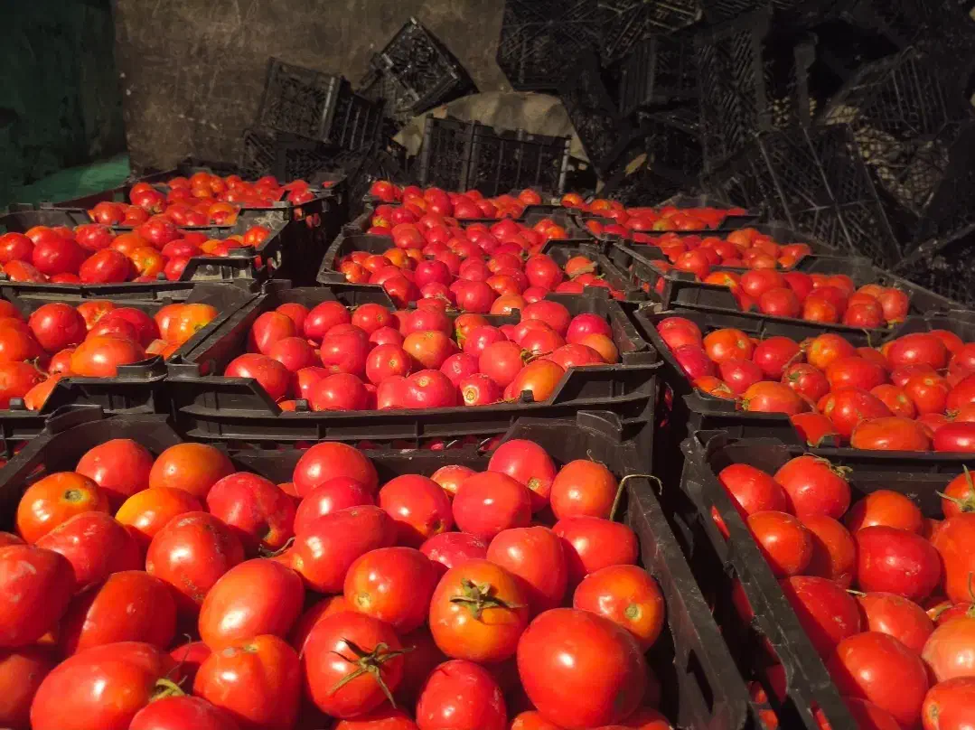 گوجه|خوردنی و آشامیدنی|باغ ملک, |دیوار