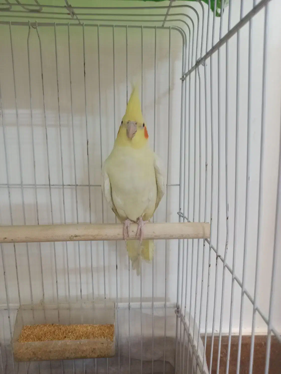 نر و بالغ|پرنده|تربت‌حیدریه, شهرک ولیعصر|دیوار