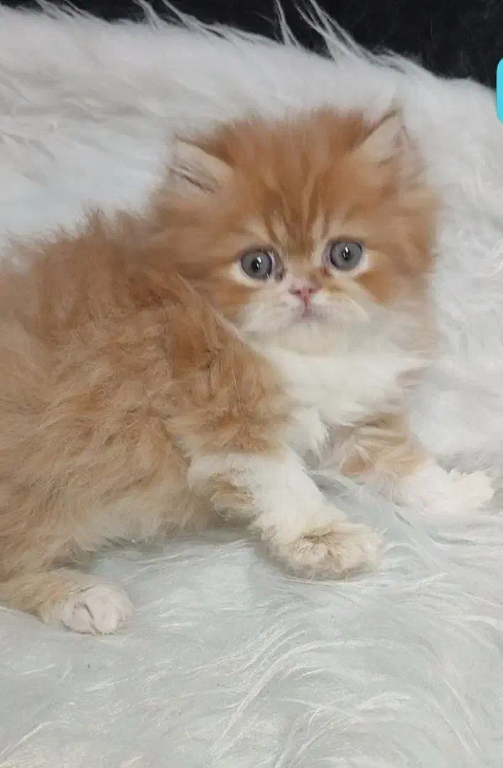 فروش پسر خوشگل پرشین|گربه|لاهیجان, لیالستان|دیوار