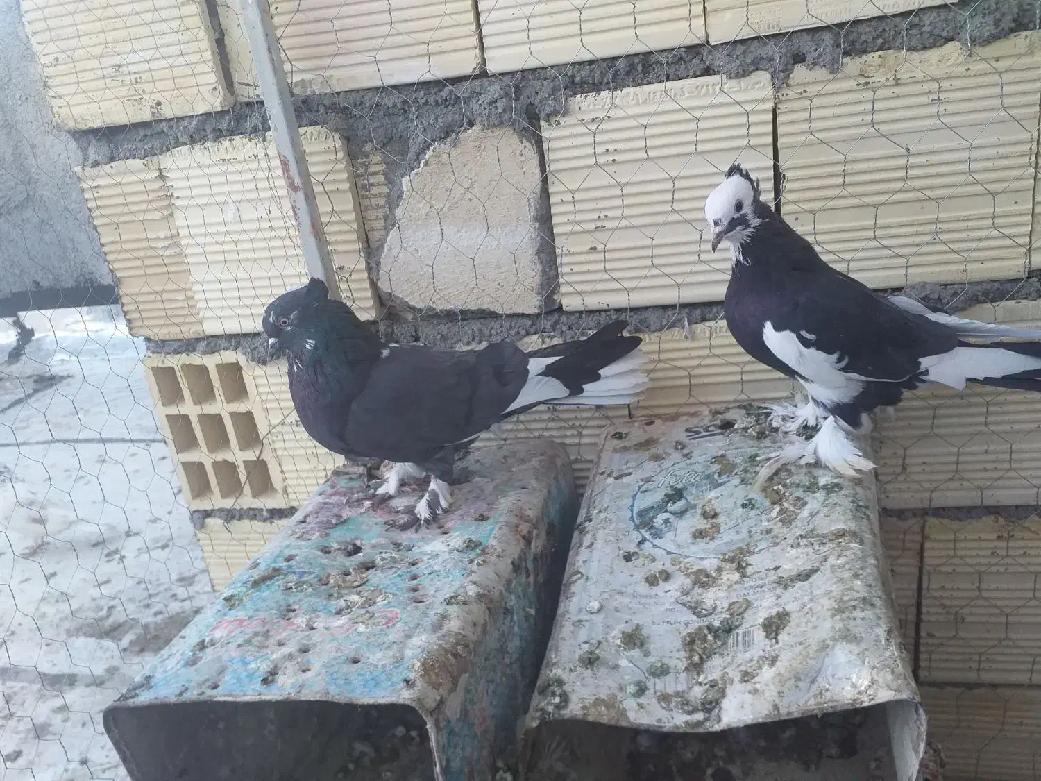 کبوتر|پرنده|فرخ‌شهر, |دیوار