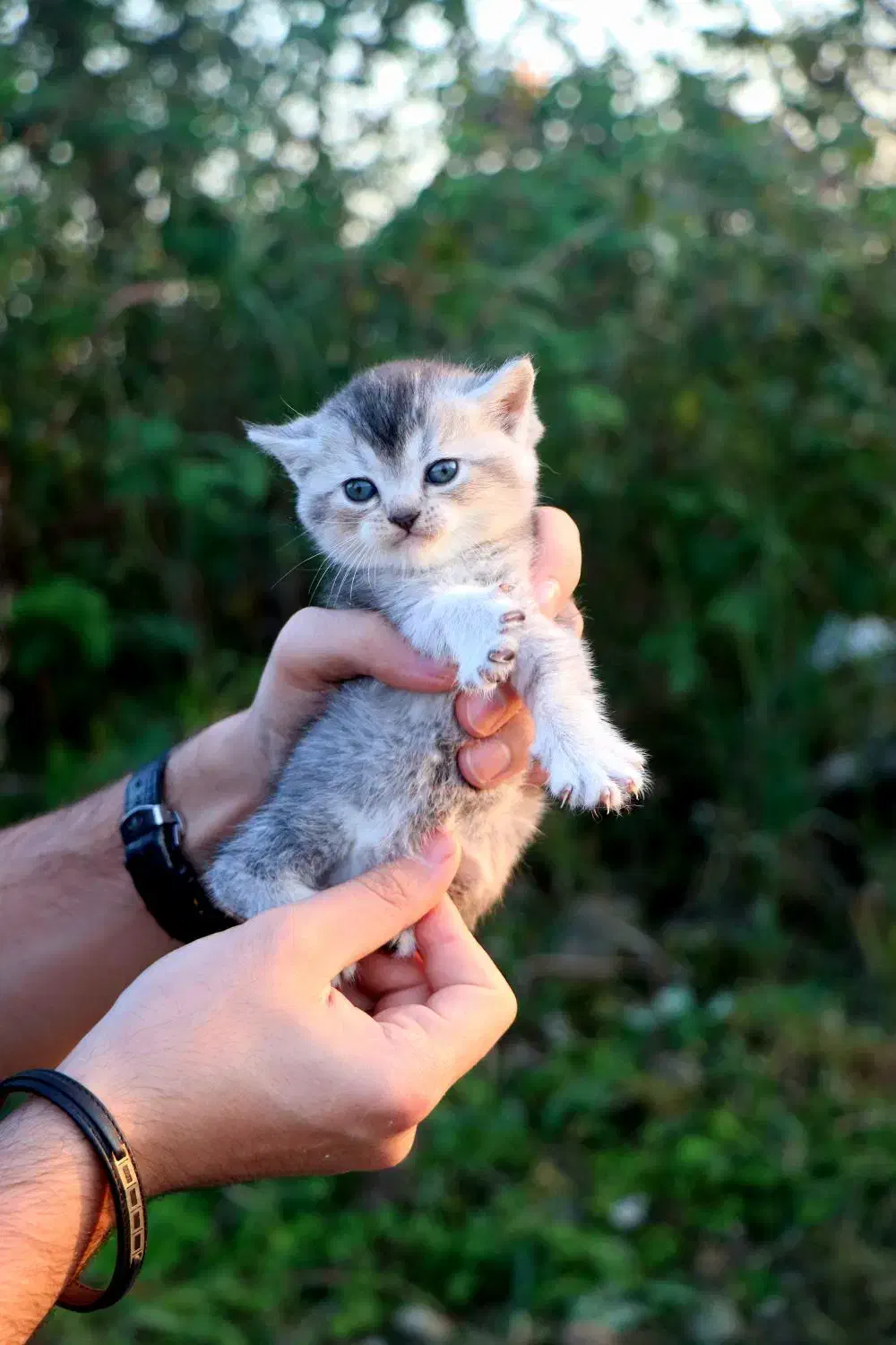 بچه گربه بریتیش ماده|گربه|رشت, منظریه|دیوار